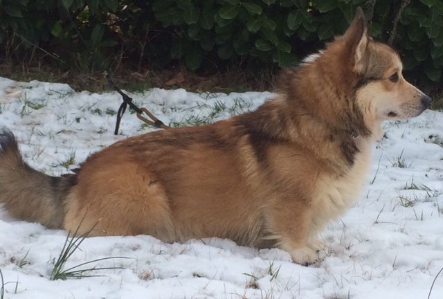 Les Welsh Corgi Pembroke de l'affixe Earl Au Village Du Chiot