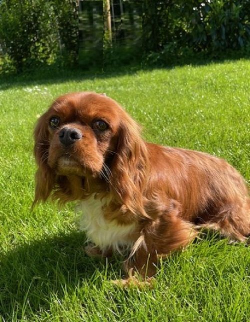 Les Cavalier King Charles Spaniel de l'affixe Earl Au Village Du Chiot