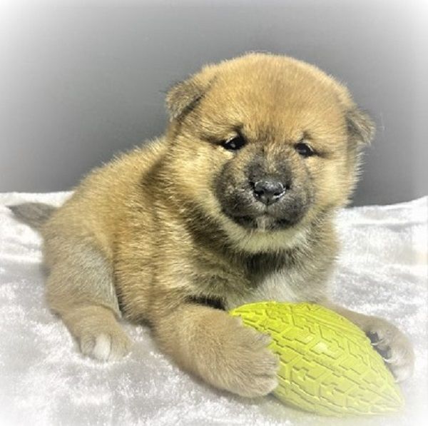 Earl Au Village Du Chiot - Chiot disponible  - Shiba