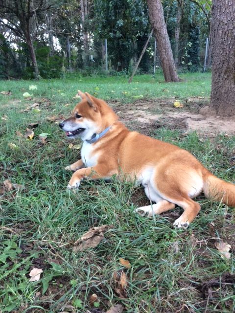 Okami de percyval