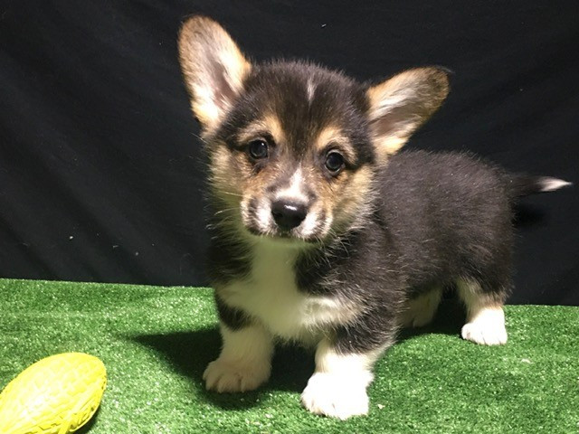 Earl Au Village Du Chiot - CHIOTS DISPONIBLE DE SUITE