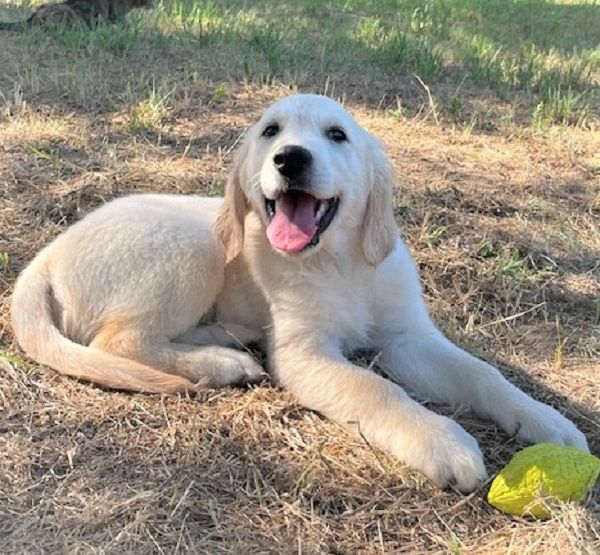 Earl Au Village Du Chiot - Chiots disponibles - Golden Retriever