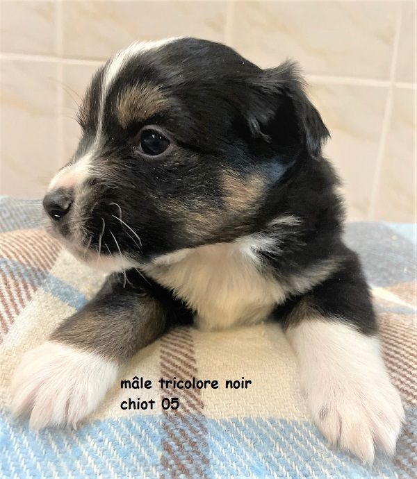 Earl Au Village Du Chiot - Chiots disponibles - Berger Américain Miniature 
