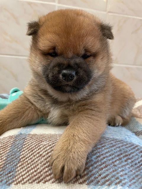 Patrice Dousset - Chiots disponibles - Shiba