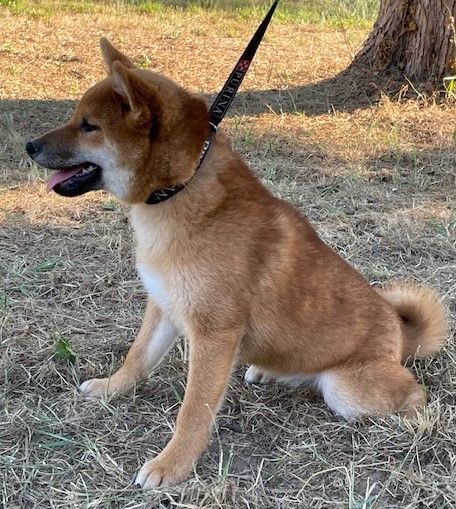 Earl Au Village Du Chiot - Chiots disponibles - Shiba