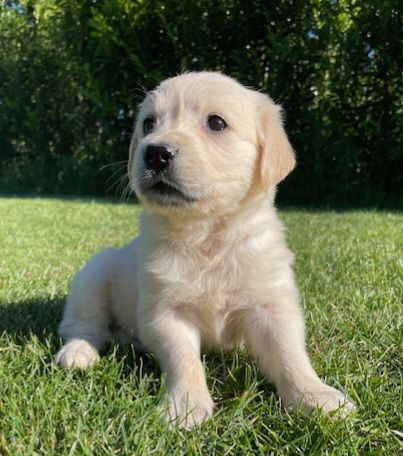 Earl Au Village Du Chiot - Chiots disponibles - Golden Retriever