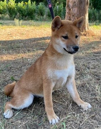 Earl Au Village Du Chiot - Chiots disponibles - Shiba