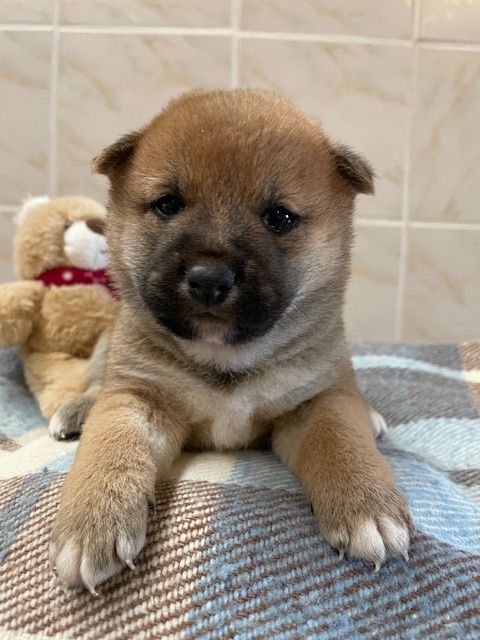 Patrice Dousset - Chiots disponibles - Shiba