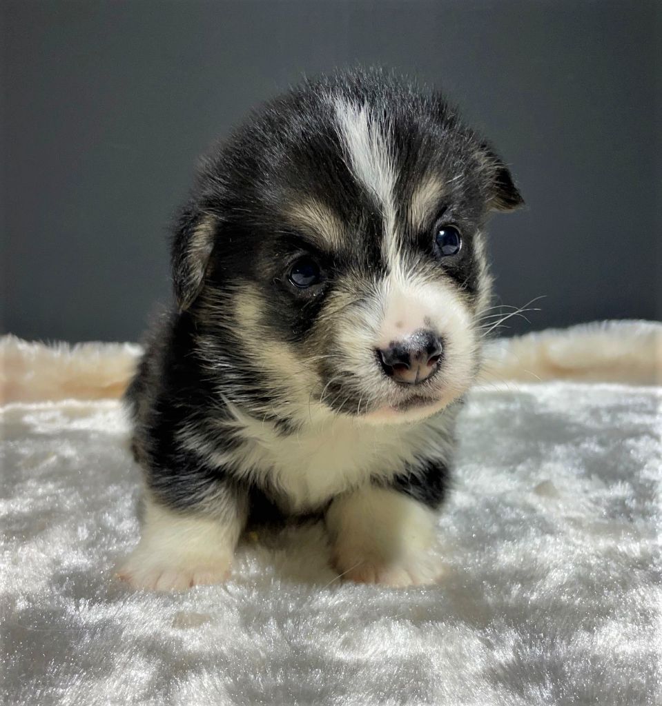 Earl Au Village Du Chiot - Chiots disponibles - Welsh Corgi Pembroke