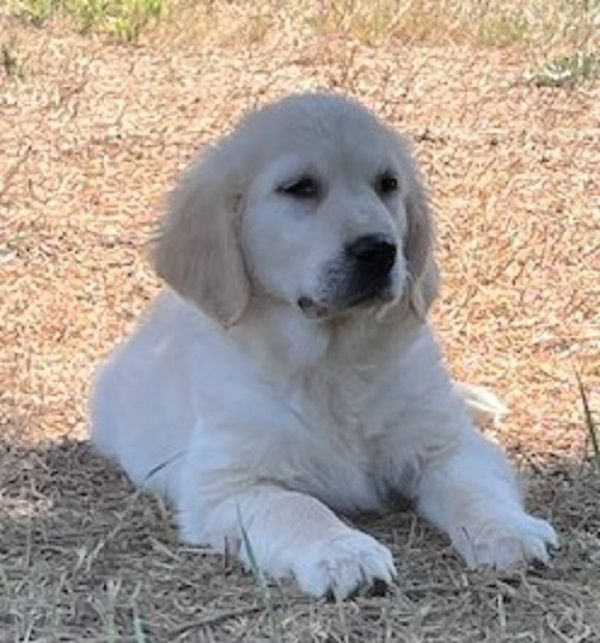 Earl Au Village Du Chiot - Chiots disponibles - Golden Retriever