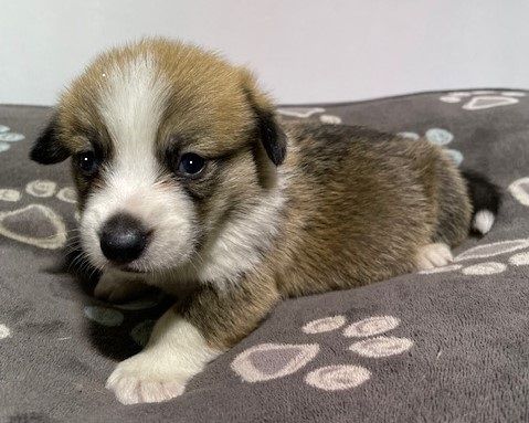 Earl Au Village Du Chiot - Welsh Corgi Pembroke - Portée née le 12/11/2023