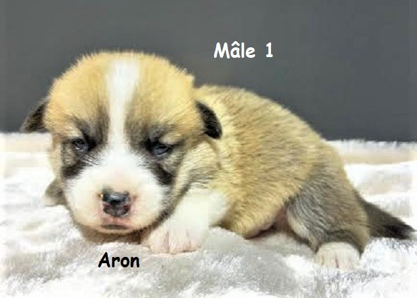 Earl Au Village Du Chiot - Chiots disponibles - Welsh Corgi Pembroke