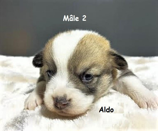 Earl Au Village Du Chiot - Chiots disponibles - Welsh Corgi Pembroke