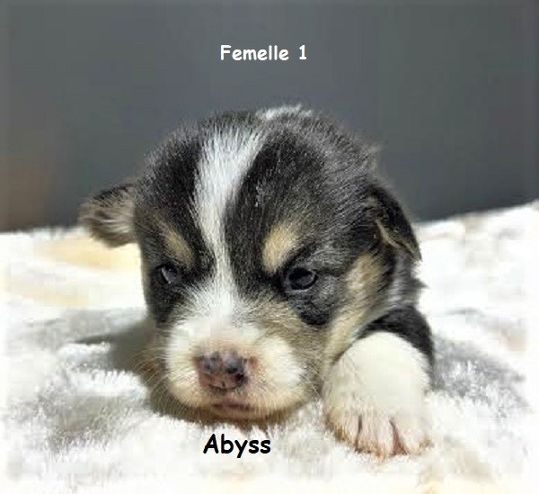 Earl Au Village Du Chiot - Chiots disponibles - Welsh Corgi Pembroke