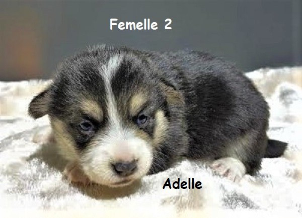 Earl Au Village Du Chiot - Chiots disponibles - Welsh Corgi Pembroke