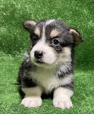 Earl Au Village Du Chiot - Chiots disponibles - Welsh Corgi Pembroke