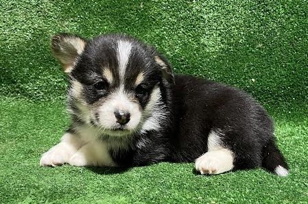 Earl Au Village Du Chiot - Chiots disponibles - Welsh Corgi Pembroke
