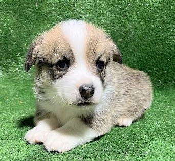 Earl Au Village Du Chiot - Chiots disponibles - Welsh Corgi Pembroke