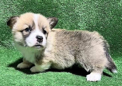 Earl Au Village Du Chiot - Chiots disponibles - Welsh Corgi Pembroke