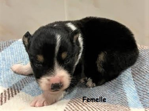 Earl Au Village Du Chiot - Chiots disponibles - Berger Américain Miniature 