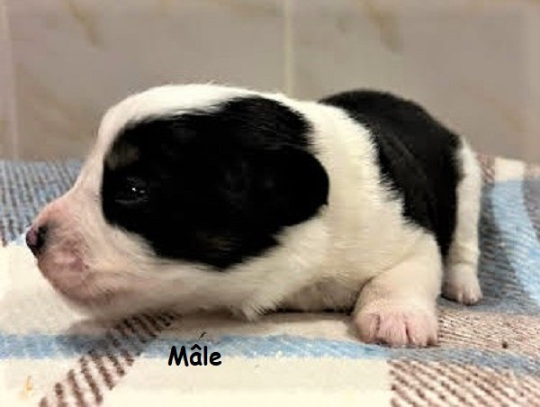 Earl Au Village Du Chiot - Chiots disponibles - Berger Américain Miniature 