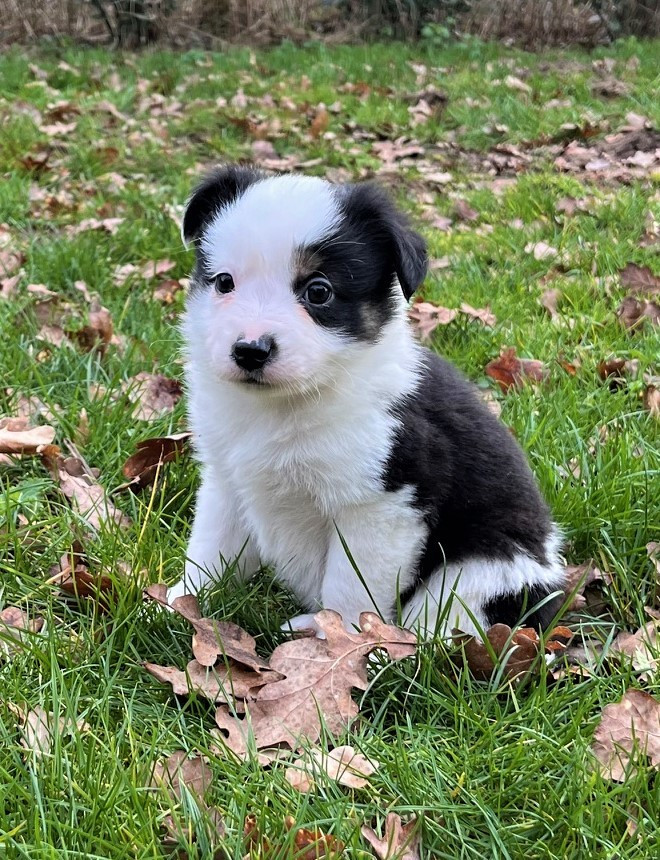 Earl Au Village Du Chiot - Chiots disponibles - Berger Américain Miniature 