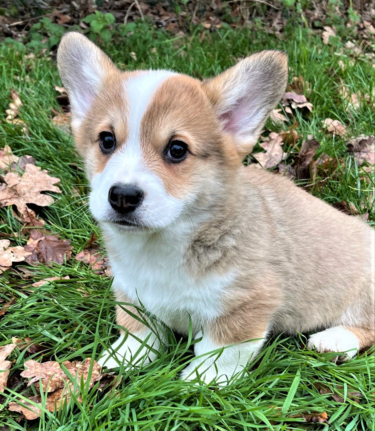 Earl Au Village Du Chiot - Chiots disponibles - Welsh Corgi Pembroke
