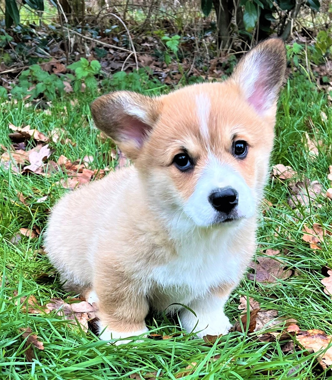 Earl Au Village Du Chiot - Chiots disponibles - Welsh Corgi Pembroke