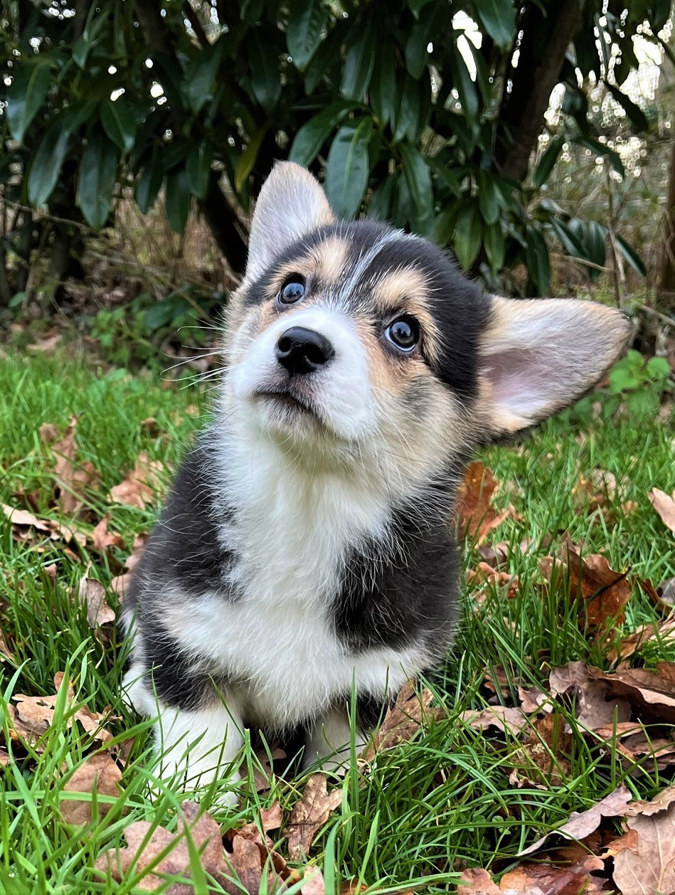 Earl Au Village Du Chiot - Chiots disponibles - Welsh Corgi Pembroke