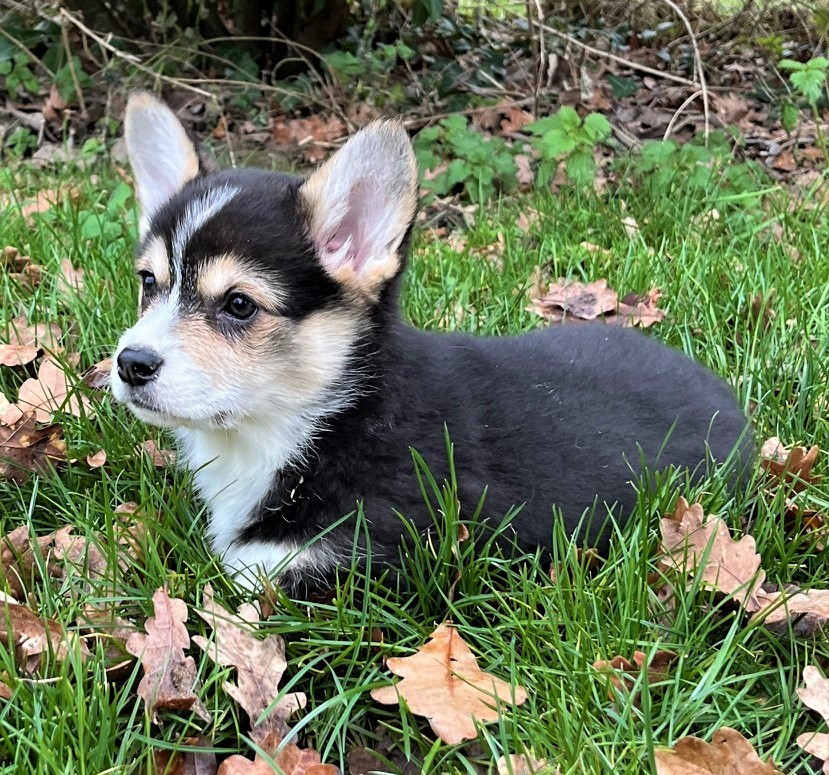 Earl Au Village Du Chiot - Chiots disponibles - Welsh Corgi Pembroke