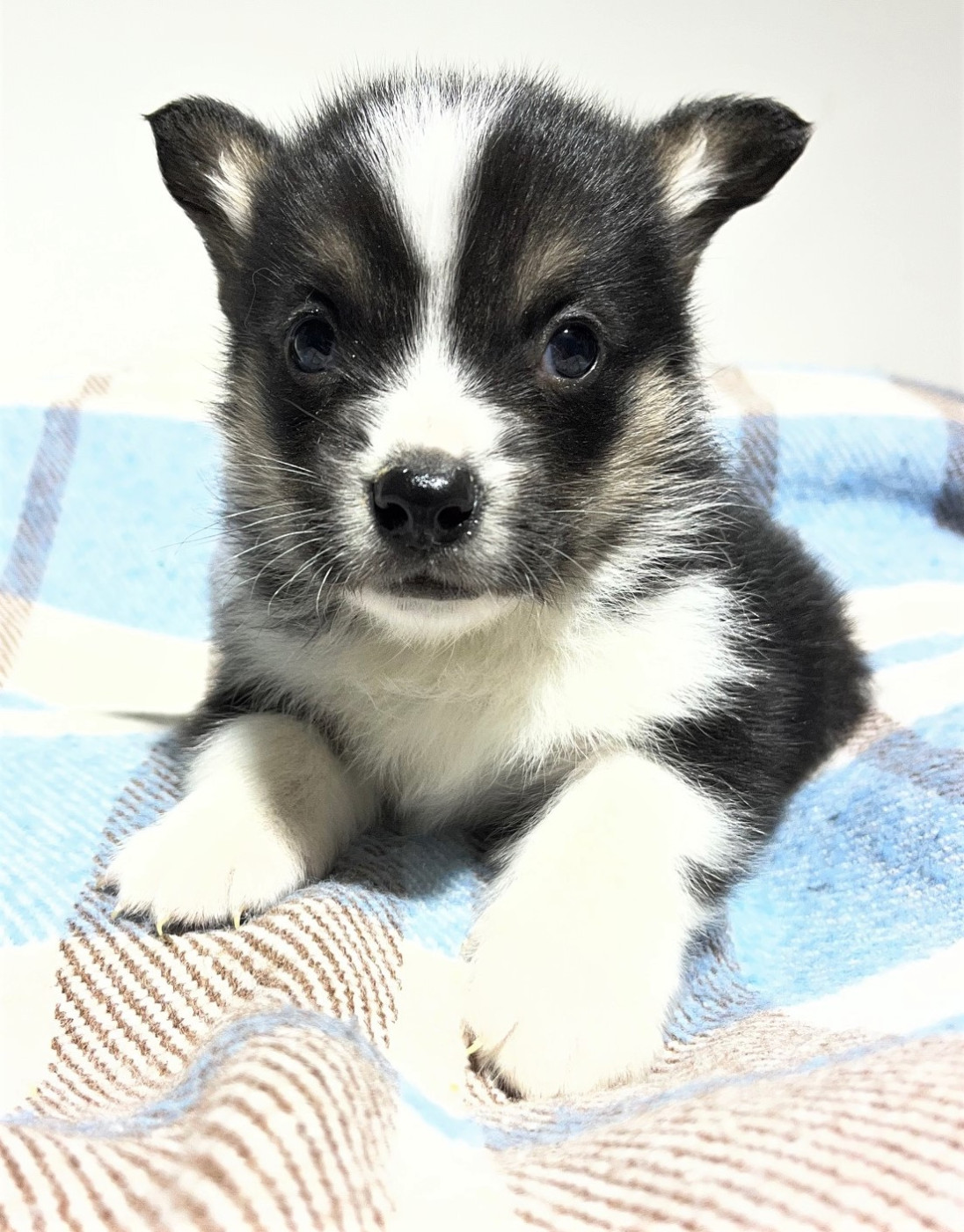 Earl Au Village Du Chiot - Chiots disponibles - Welsh Corgi Pembroke