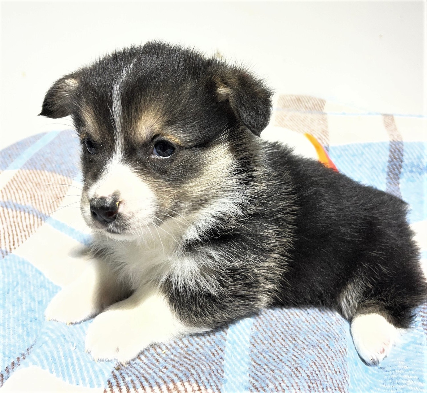 Earl Au Village Du Chiot - Chiots disponibles - Welsh Corgi Pembroke