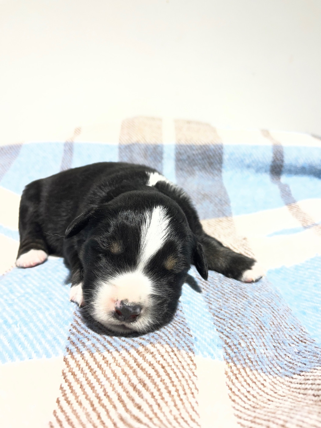 Earl Au Village Du Chiot - Chiots disponibles - Berger Américain Miniature 