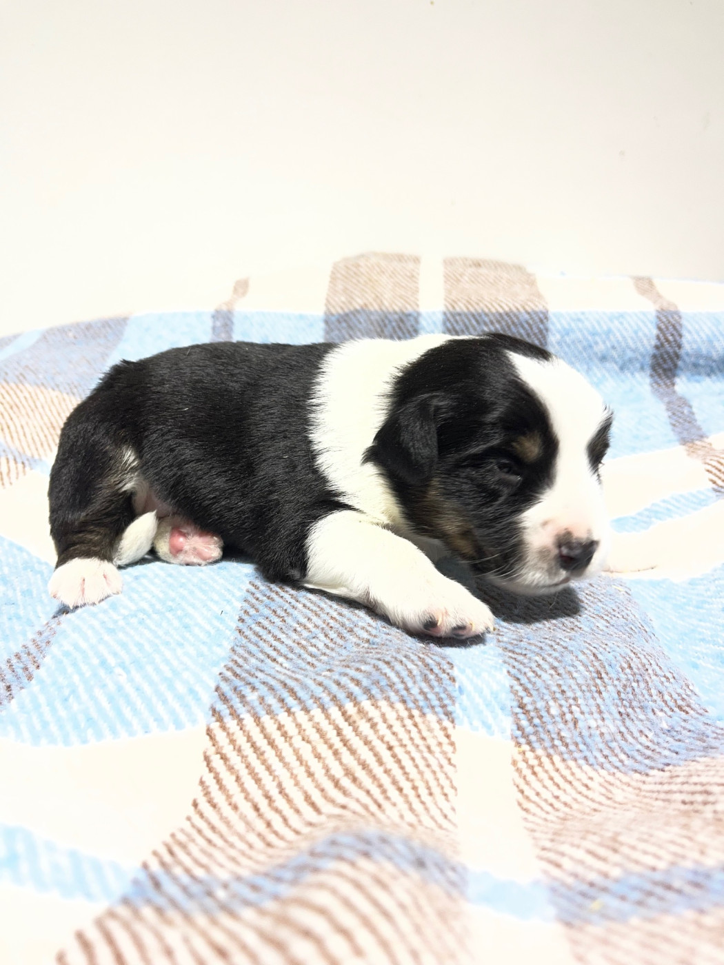 Earl Au Village Du Chiot - Chiots disponibles - Berger Américain Miniature 