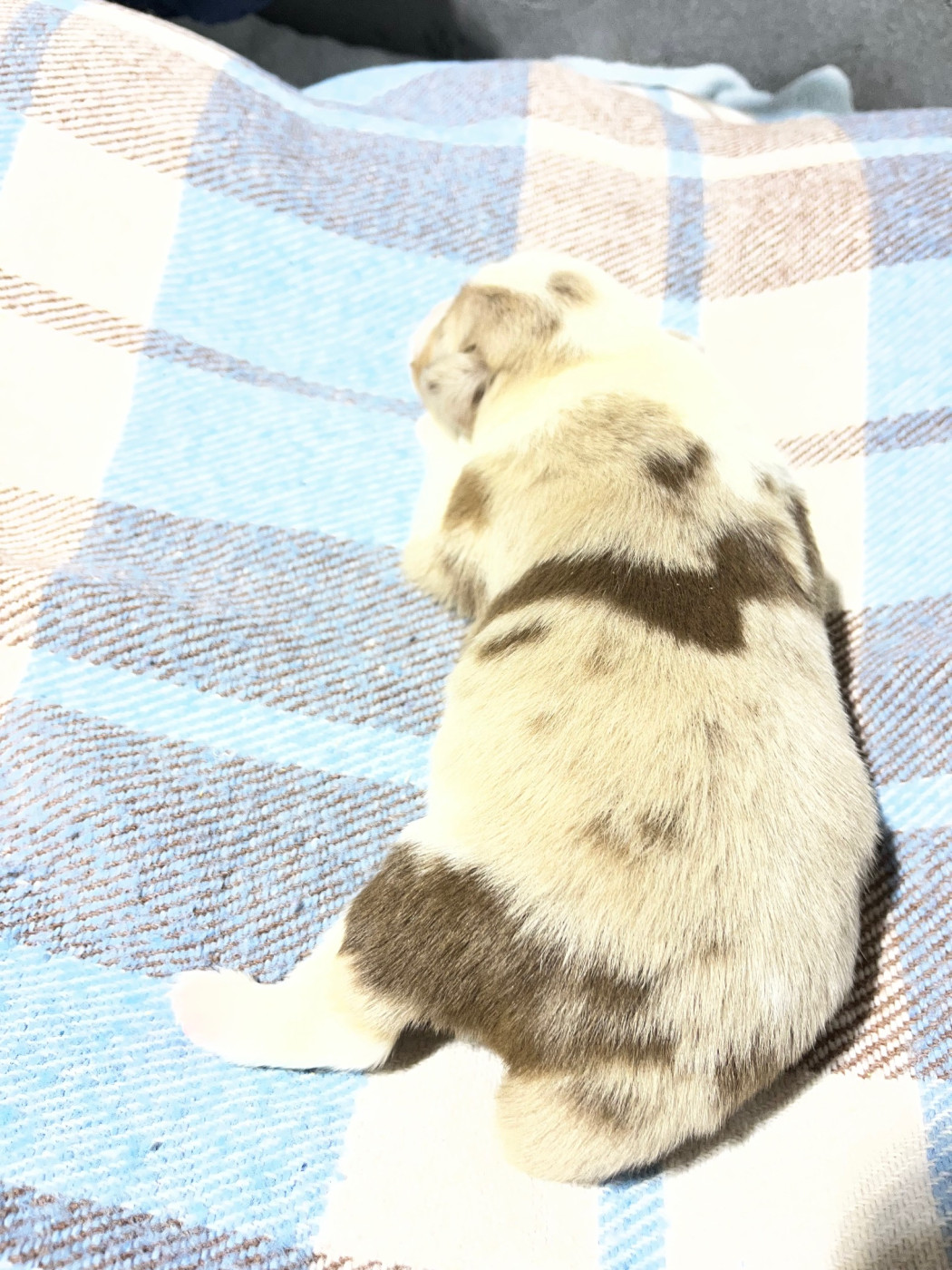 Earl Au Village Du Chiot - Chiots disponibles - Berger Américain Miniature 