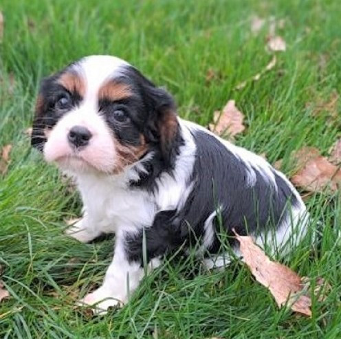Earl Au Village Du Chiot - Chiots disponibles - Cavalier King Charles Spaniel