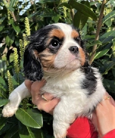 Earl Au Village Du Chiot - Chiots disponibles - Cavalier King Charles Spaniel