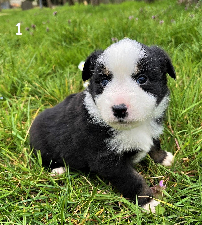 Earl Au Village Du Chiot - Chiots disponibles - Berger Américain Miniature 