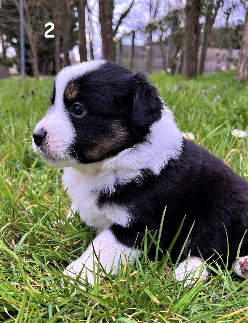 Earl Au Village Du Chiot - Chiots disponibles - Berger Américain Miniature 