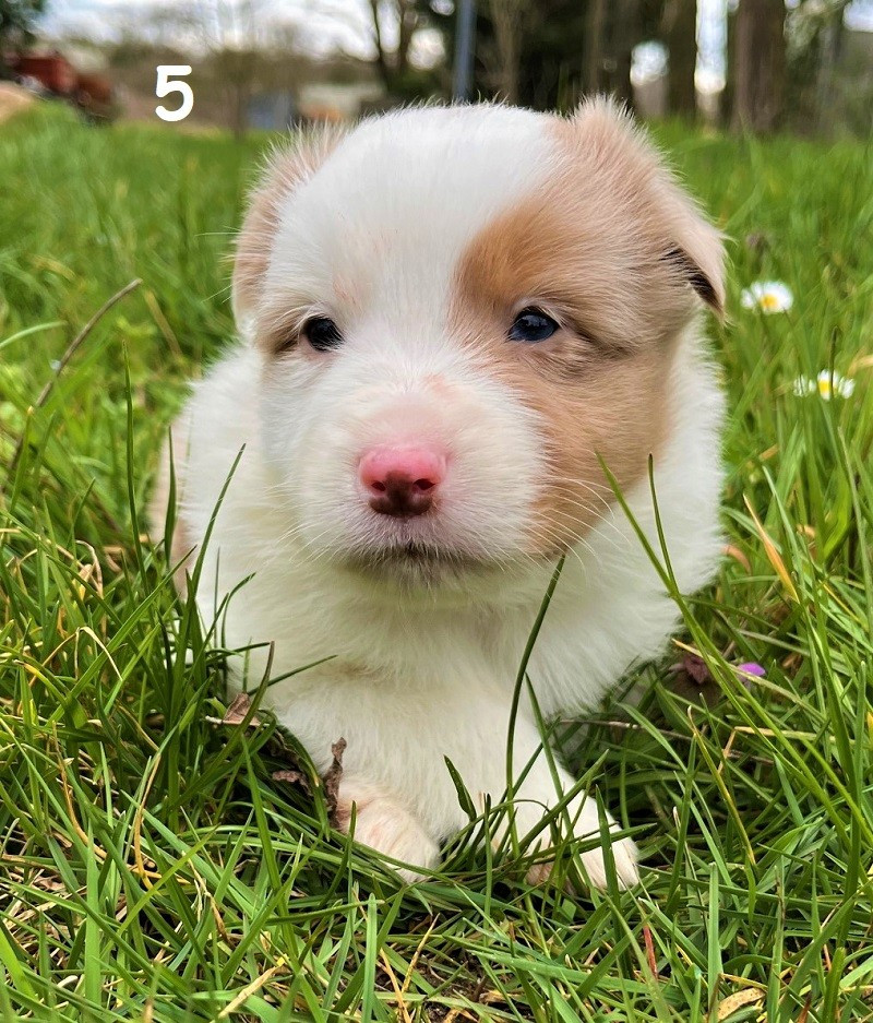 Earl Au Village Du Chiot - Chiots disponibles - Berger Américain Miniature 