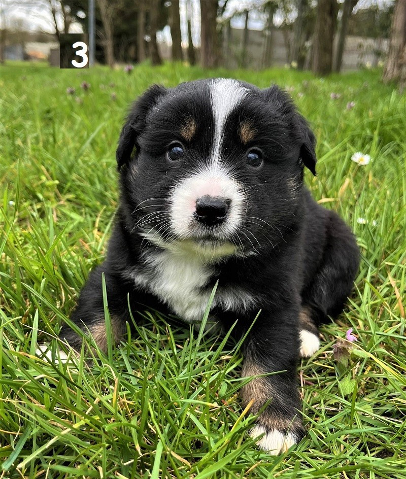 Earl Au Village Du Chiot - Chiots disponibles - Berger Américain Miniature 