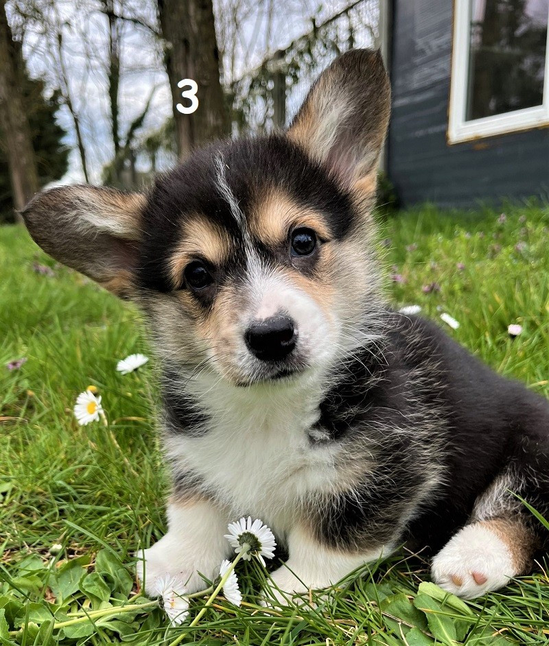 Earl Au Village Du Chiot - Welsh Corgi Pembroke - Portée née le 13/01/2026