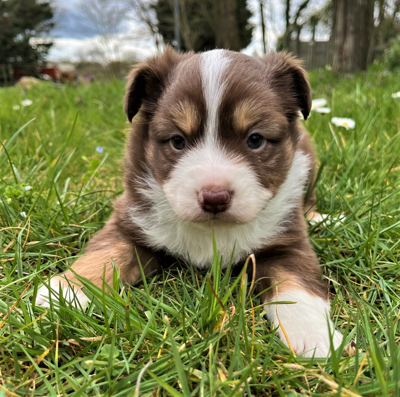 Earl Au Village Du Chiot - Chiots disponibles - Berger Américain Miniature 