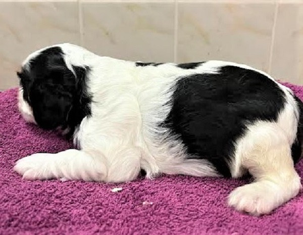 Earl Au Village Du Chiot - Chiots disponibles - Cavalier King Charles Spaniel