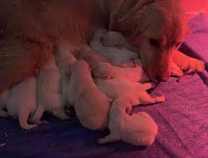 Chiot Golden Retriever Earl Au Village Du Chiot