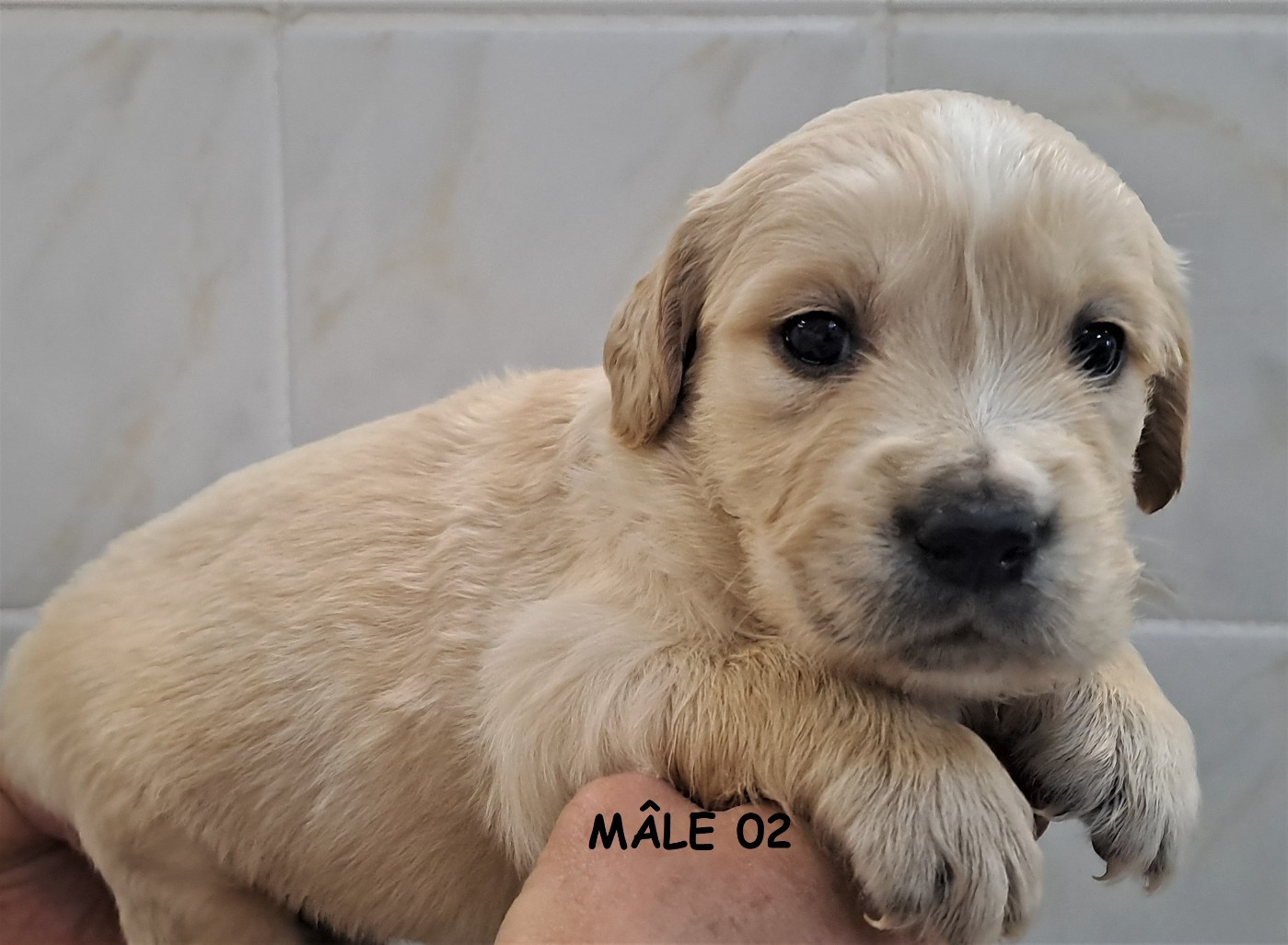 Earl Au Village Du Chiot - Chiots disponibles - Golden Retriever