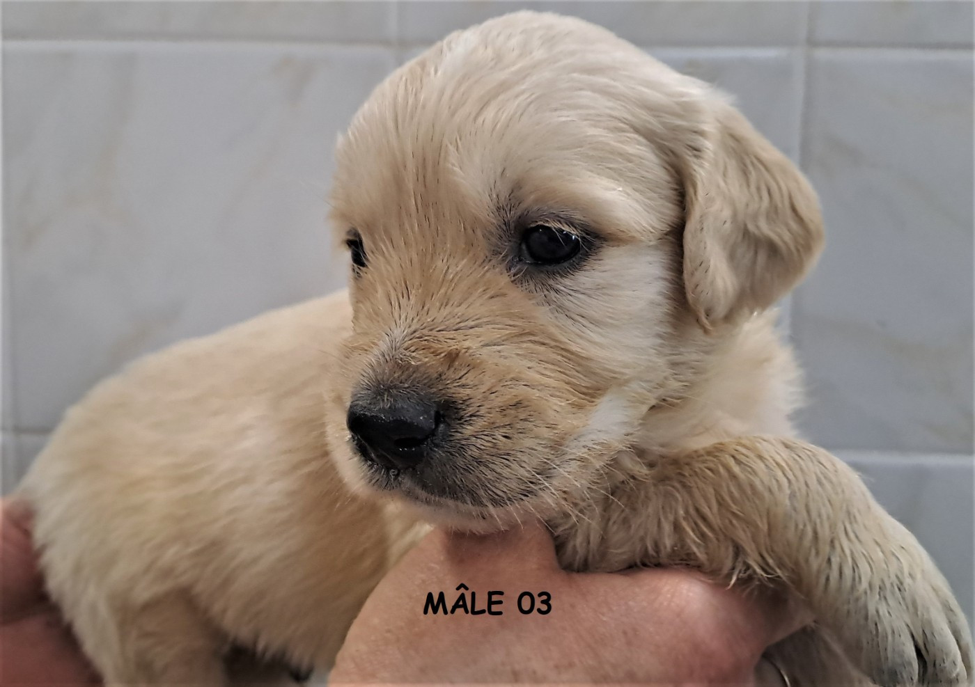 Earl Au Village Du Chiot - Chiots disponibles - Golden Retriever