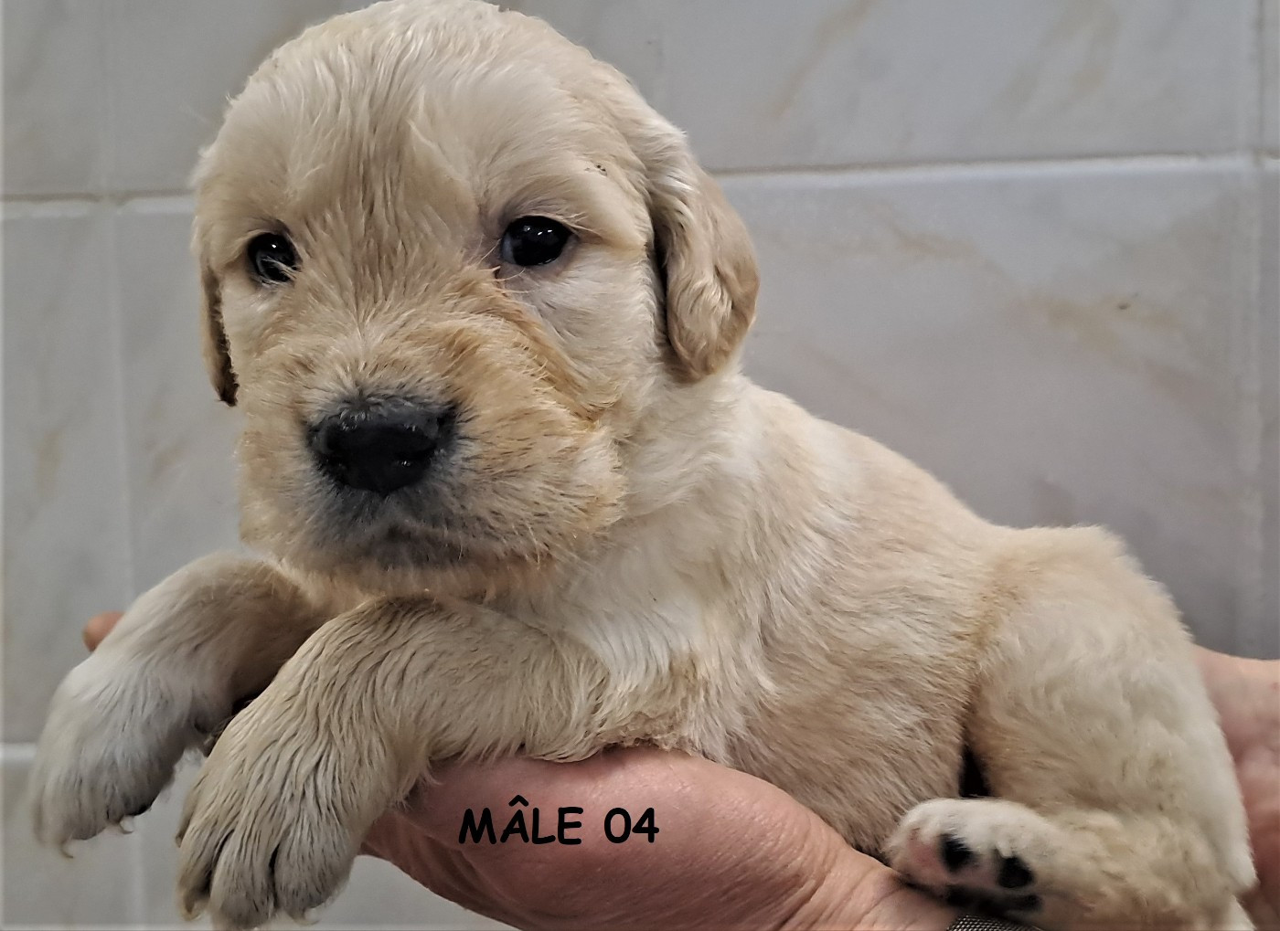 Earl Au Village Du Chiot - Chiots disponibles - Golden Retriever