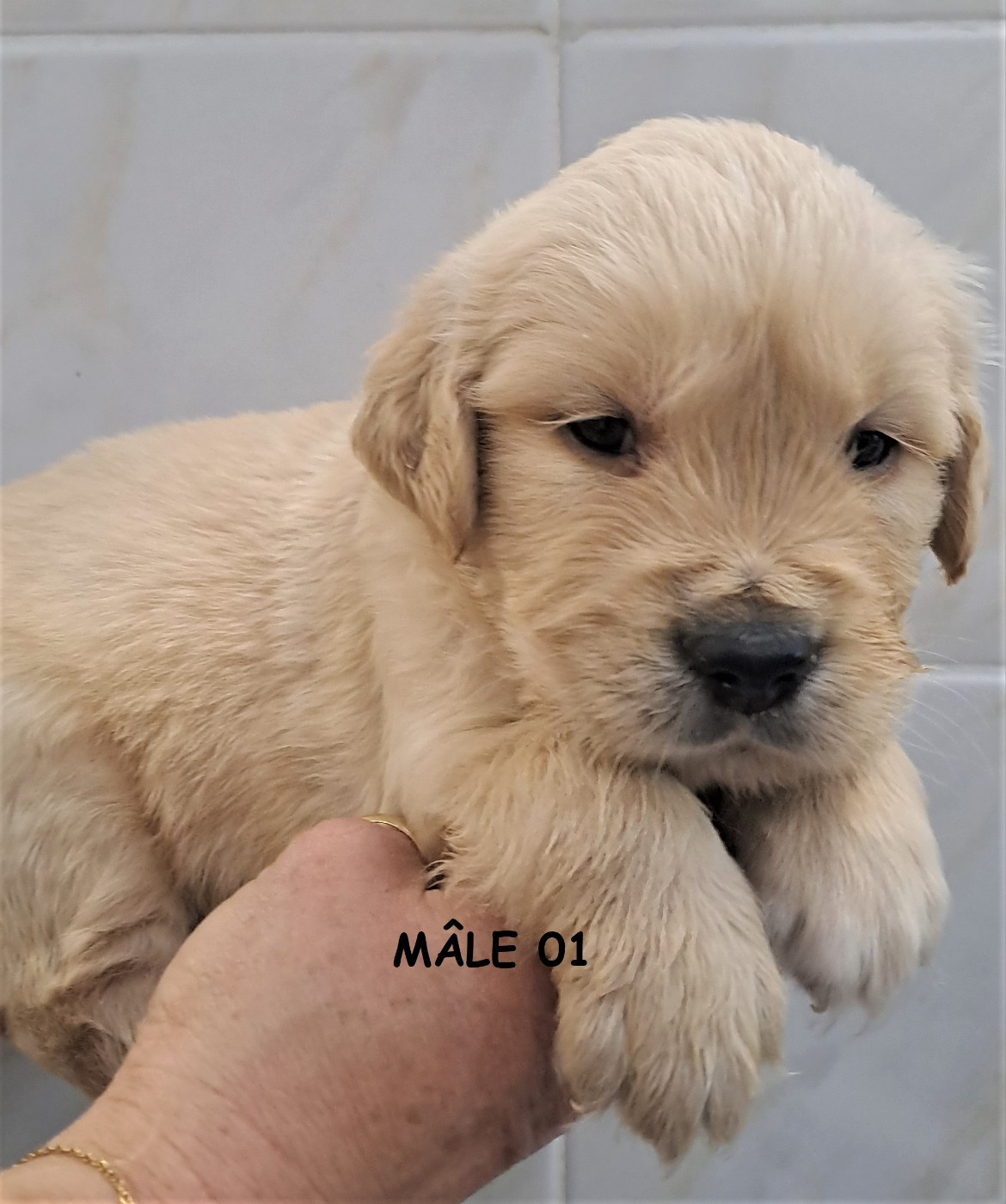 Earl Au Village Du Chiot - Chiots disponibles - Golden Retriever