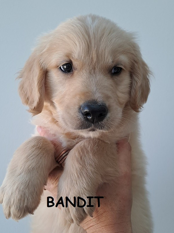 Earl Au Village Du Chiot - Chiots disponibles - Golden Retriever